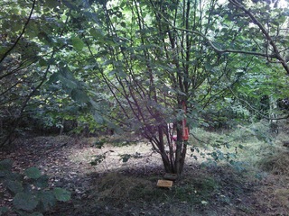 Doris McCarthy grave